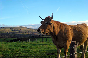 Plateau de l'Aubrac